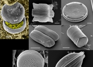不同形状的硅藻